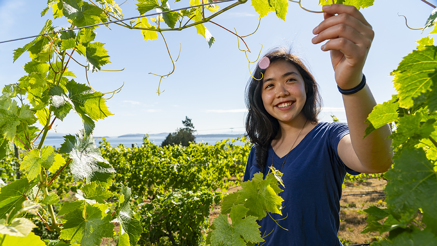 Christine Wong Chong, an engineering co-op student, is standing in a vineyard on a sunny day, reaching up to touch one vine. Christine is framed by the vines.