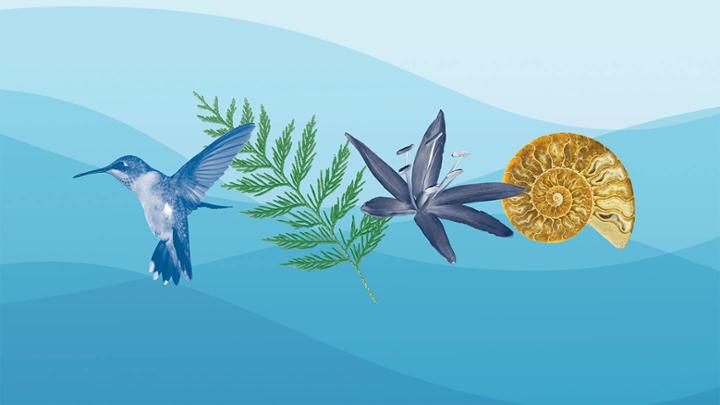 A colour composite of a hummingbird, fern, flower and shell against a bright blue background.
